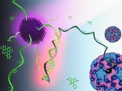 Kuvallinen esitys funktionalisoituihin hiilipisteisiin (CD) ja etidiumbromidiin (EB) perustuvan ratiometrisen fluorosensorin (Func-anturi) toimintaperiaatteesta.
