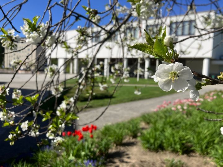 Kirsikkapuu kukkii Seminaarinmäellä