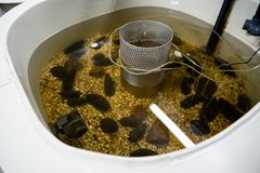 Raakkuja Konneveden tutkimusasemalla