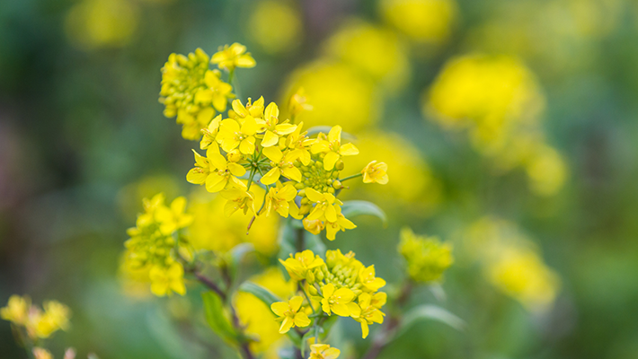 Kokeellisena viljelykasvina käytettiin sinappia (Sinapis alba L.), ja seurattiin siementen itävyyttä, kasvien kasvua ja kukkien lukumäärää.