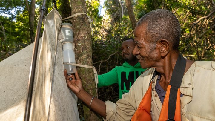 Paikallinen henkilökunta tarkisti Malaise-ansat viikoittain. Malaise-ansat keräävät mm. lentäviä hyönteisiä, jotka muodostivat perustan tutkimuksessa käytetylle Madagaskarin aineistolle, joka syötettiin CORAL-mallinnusmenetelmään.