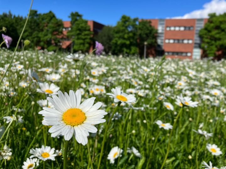 Mattilanniemen niittyä