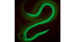 Kuvassa on satoja hepokattien siittiösoluja, jotka muodostavat pareittain pitkän ketjun. Solut on värjätty fluoresoiviksi, mistä johtuu vihreä väri.