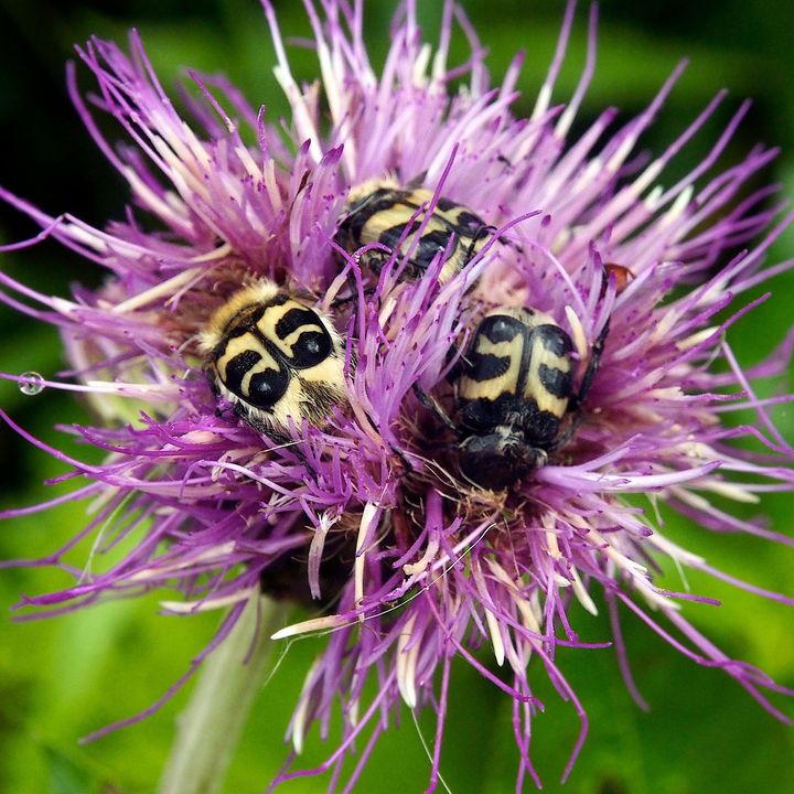 Näyttelyssä on esillä Tuomo Kuitusen valokuva kimalaiskuoriaisista nurmikaunokin kukassa.