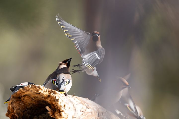 "Muuttolintujen Kevät" on Jyväskylän yliopistossa kehitetty mobiilisovellus, jonka avulla on mahdollisuus tallentaa linnunlaulua ja tehdä lintuhavaintoja hyödyntäen modernia tekoälyä.