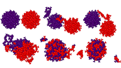 Atomitason visualisointi mekanismista, jossa kahden tiolaattisuojatun 144 kulta-atomin klusterin kohdatessa muodostuu yksi suurempi klusteri. Visualisointi: Maryam Saboobi Asre Hazer, Jyväskylän yliopisto.