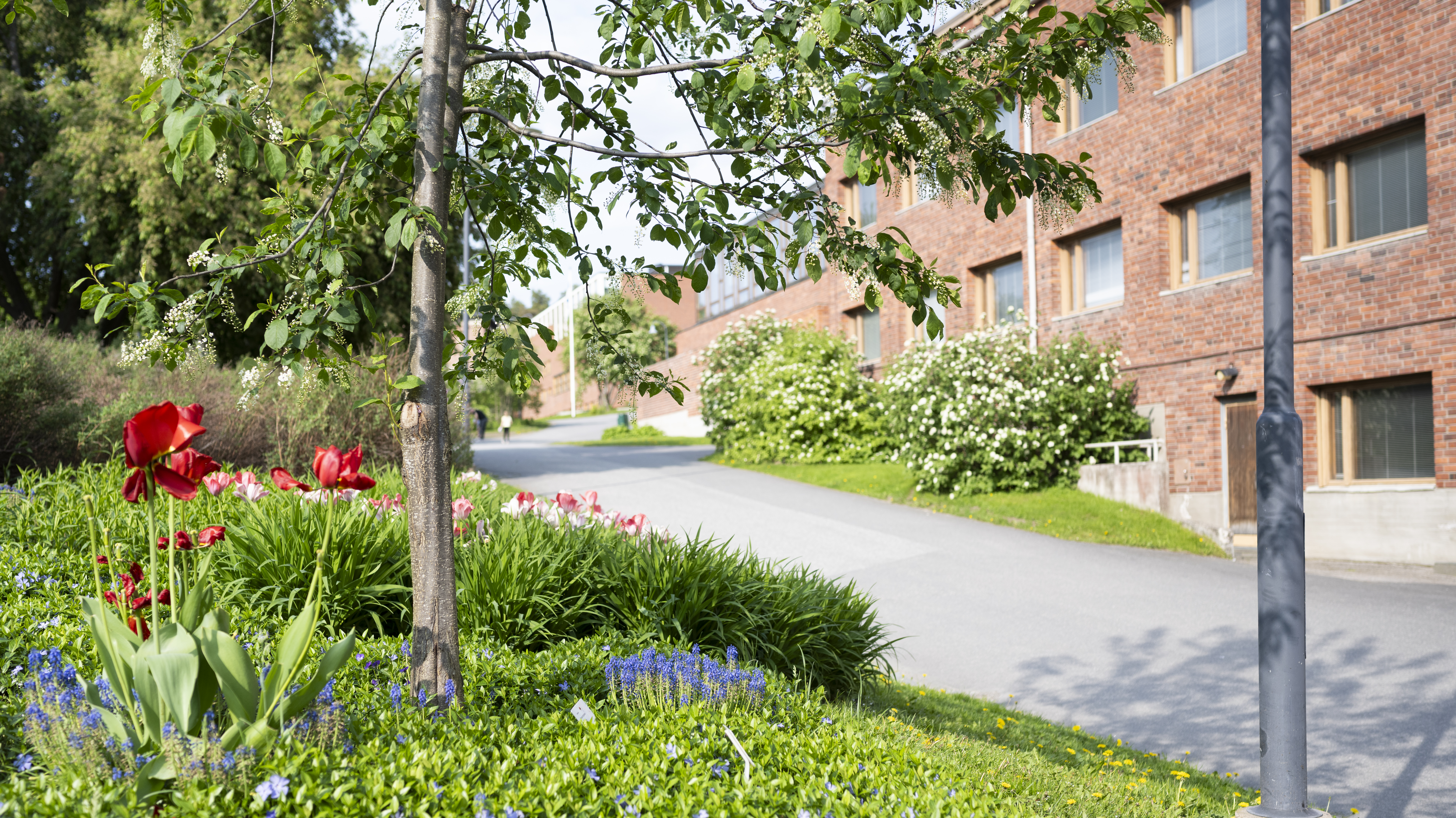 Jyväskylän yliopistolle lähes viiden miljoonan euron tutkimusrahoitus