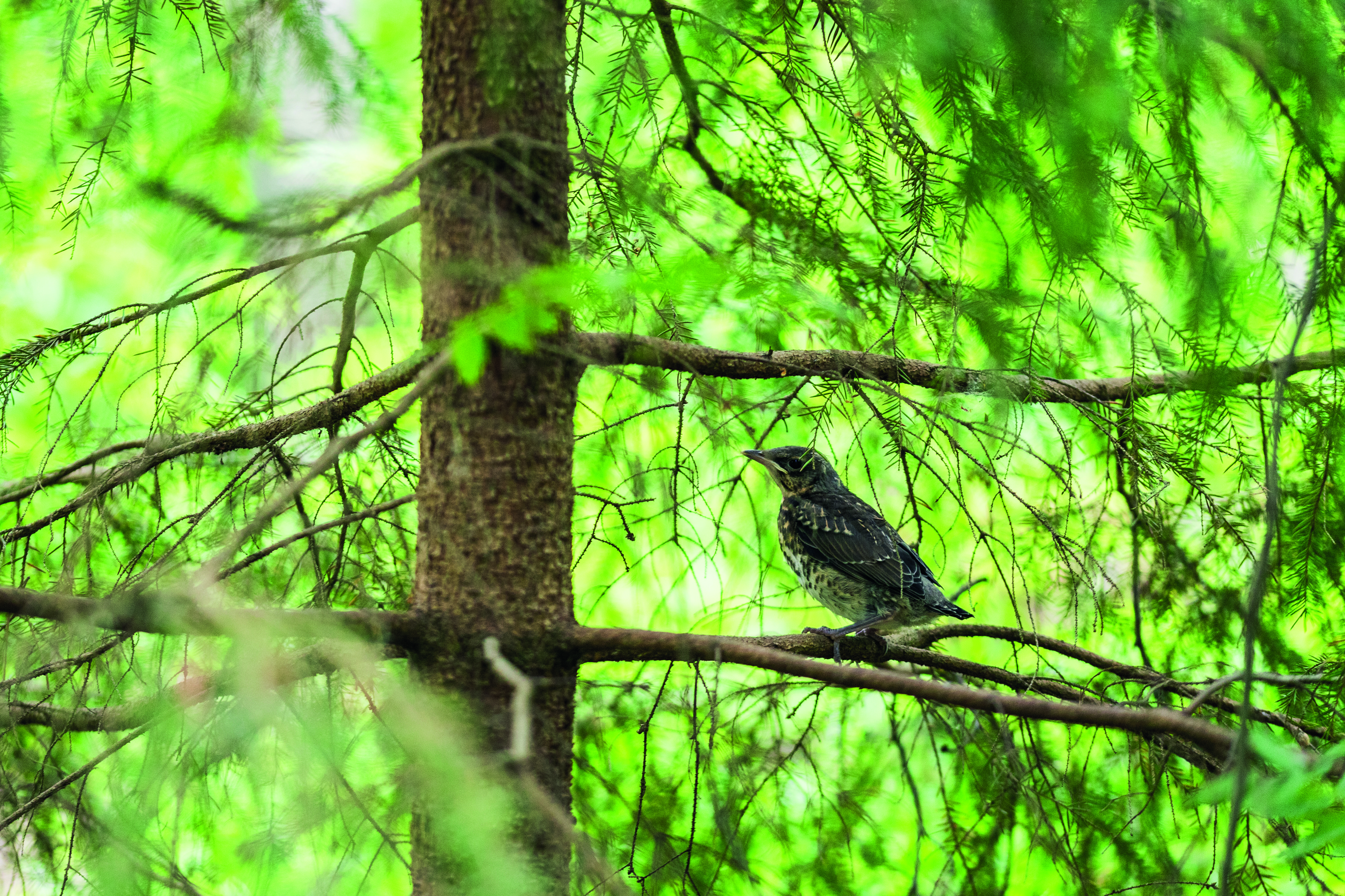 Metsäsektorin kestävyystutkimukselle myönnettiin jatkorahoitus