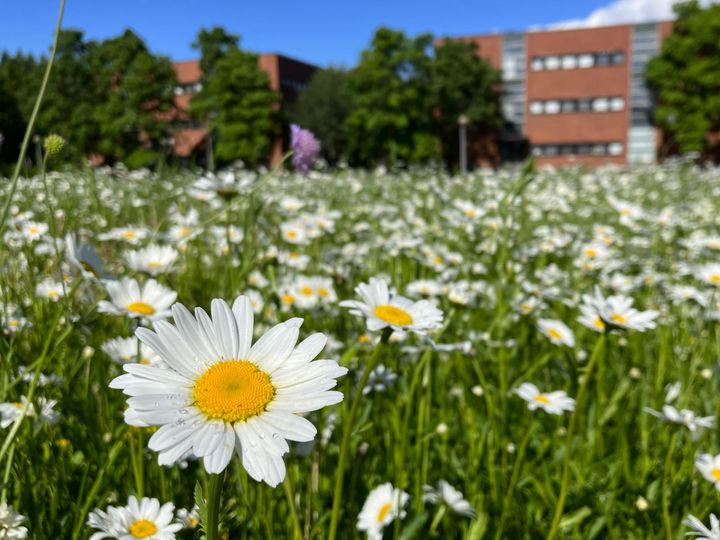 Kampuspuutarhassa soi -tapahtuma kutsuu viettämään kesäiltaa Jyväskylän yliopiston Mattilanniemen kampuksen puistoalueelle lauantaina 15. elokuuta klo 16-21.