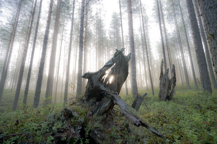 Tervetuloa julkaisutilaisuuteen 15.9.2026 klo 14–16 Tietoniekka-saliin tai seuraamaan tapahtumaa suorana Yle Areenassa. Tilaisuus on maksuton ja avoin kaikille.