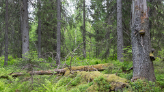 Vanhat metsät ovat Euroopan arvokkaimpia ja samalla uhanalaisimpia ekosysteemejä. Niillä on korvaamaton merkitys luonnon monimuotoisuuden, ilmaston sekä ihmisten hyvinvoinnin turvaamisessa.