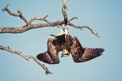 Hannu Hautala. Kalasääski, 1990-luku. © Hannu Hautala -säätiö