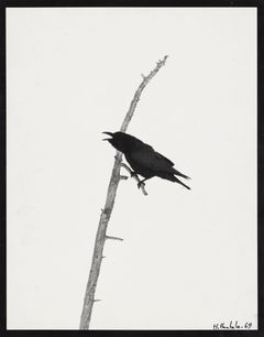 Hannu Hautala. Korppi, hopeagelatiinivedos, 1969. © Hannu Hautala -säätiö