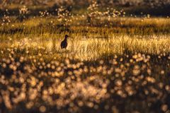 Hannu Hautala. Kirjasta Kesäyö, 1992. © Hannu Hautala -säätiö