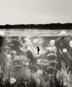 Helena Blomqvist, Eutrophication, 2022