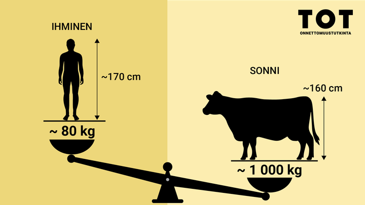 Infograafi: Ihmisen ja sonnin kokoero