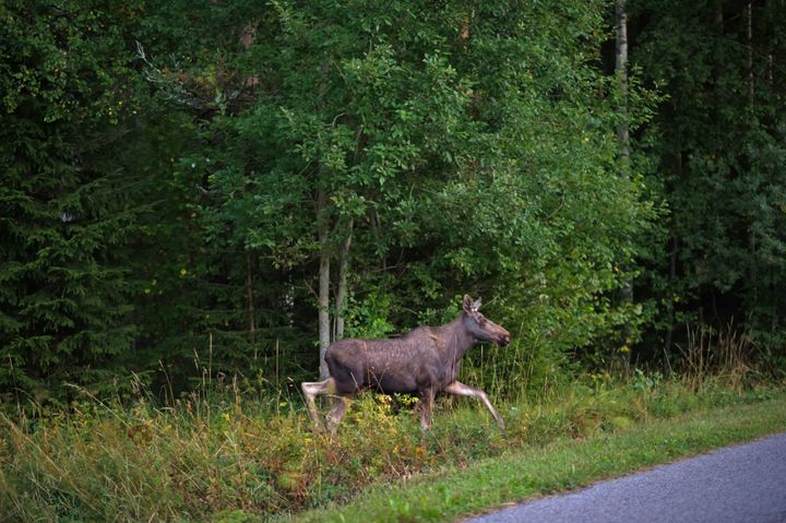 Hirvi tulossa tielle