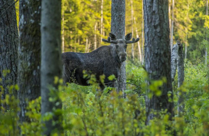 Eläinkolarit ovat olleet useiden vuosien ajan laskussa, mutta tänä vuonna ne ovat lähteneet Ifin tilastojen mukaan taas kasvuun.