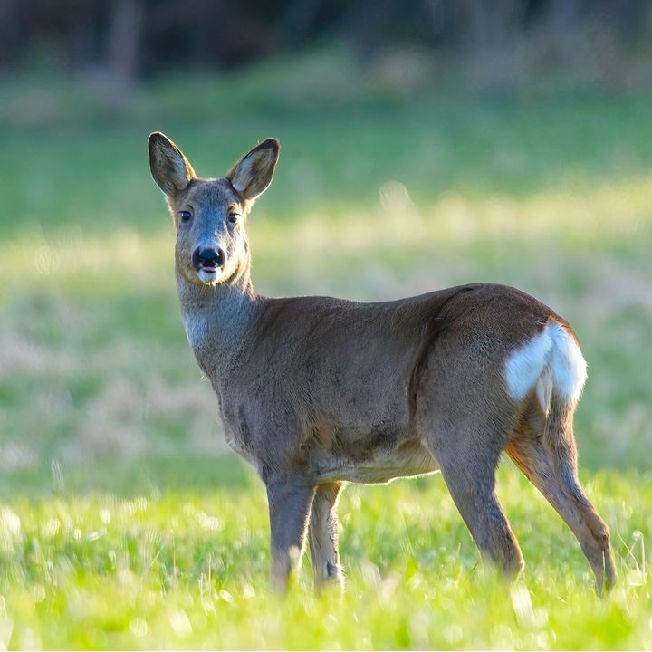 Peura seisoo niityllä.