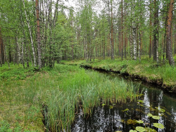 Kaitarannan metsäaluetta. Kuva: Vilma Kaukoranta
