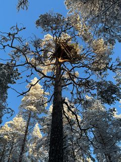 Maakotkan tekopesät. Kuva: Jukka Ylikarjula.