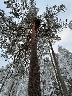 Maakotkan tekopesät. Kuva: Jukka Ylikarjula.