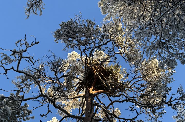 Maakotkan tekopesät. Kuva: Jukka Ylikarjula.
