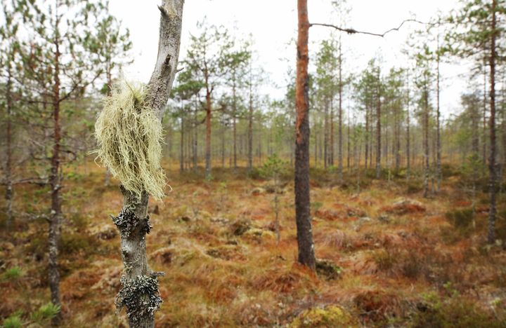 Virvatulen suojelualueen laajennusaluetta. Kuva: Ari-Pekka Auvinen