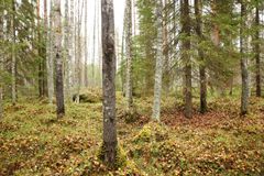 Virvatulen suojelualueen laajennusaluetta. Kuva: Ari-Pekka Auvinen
