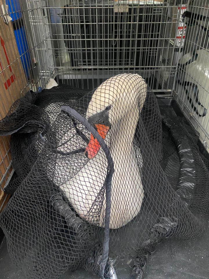 Joutsen verkon sisällä kuljetuslaatikossa.