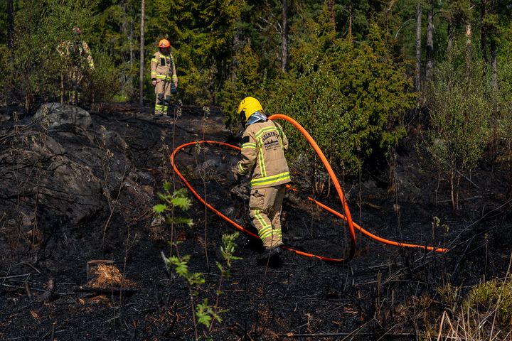 Palomiehet sammutustöissä metsässä. Yhdellä heistä on letku käsissään. Maasto on osittain palanutta.