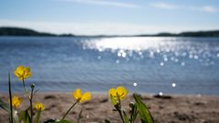 Kukkia Kytäjärven rannalla.