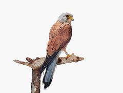Sanna Kannisto: Falco tinnunculus, 2023.