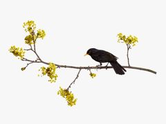 Sanna Kannisto: Turdus merula, 2023.