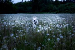 Vilja Tamminen ja Marko Hämäläinen: Unijuoksu, 2025