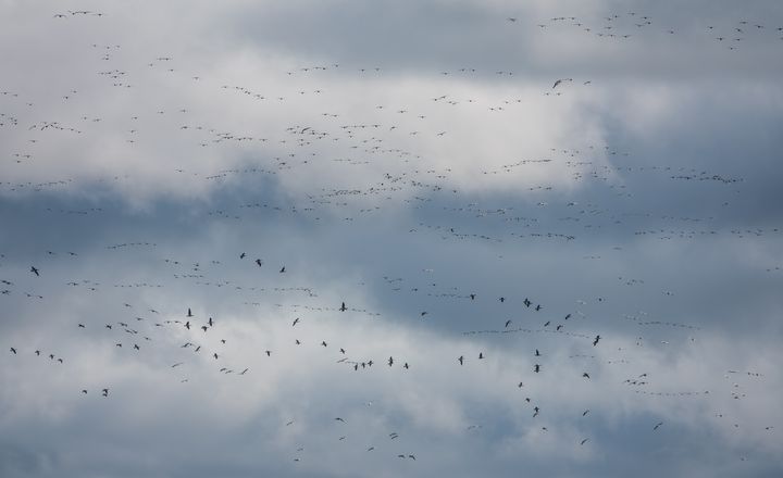 Valkoposkihanhia Rääkkylässä 25.9.2023. Kuva: Jari Kontiokorpi / Pohjois-Karjalan ELY-keskus.