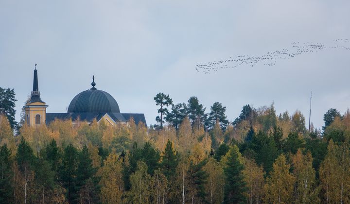 Hanhiparvi ohittaa Rääkkylän kirkon 2.10.2023. Kuva: Jari Kontiokorpi / Pohjois-Karjalan ELY-keskus.