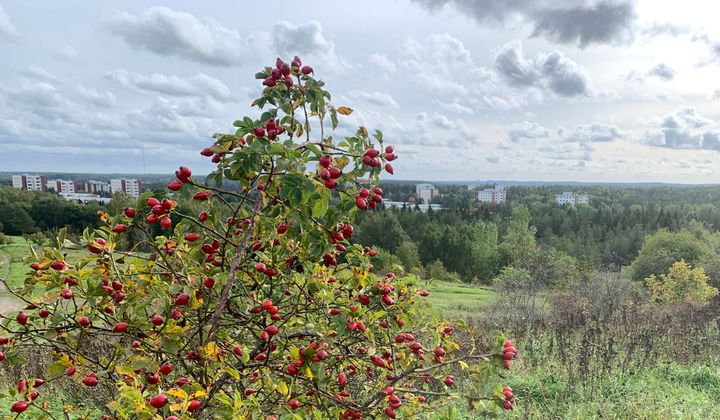 Maisema luolavuoren laelta, Turku. Kuva: Tuuli Parwar