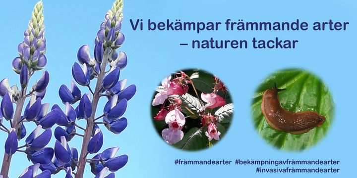 Bilden visar en blå himmel och två lupinblommor. Dessutom syns två runda bilder: en visar ljusrosa blommor och blad och den andra en brun snigel på ett grönt blad. I mitten finns texten: "Vi bekämpar invasiva arter - naturen tackar" samt hashtagarna "#invasivaarter #bekämpainvasivaarter #skadligainvasivaarter".