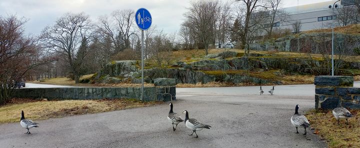 Valkoposkihanhia Helsingissä 16.4.2024. Kuva: Ilkka Elo / Pohjois-Karjalan ELY-keskus.