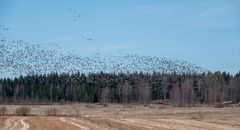 Äitienpäivänä 12.5.2024 Pohjois-Karjalan pellot eivät vielä vihertäneet, kuvassa osa Joensuun Pyhäselän valkoposkihanhiparvesta. Kuva: Jari Kontiokorpi / Pohjois-Karjalan ELY-keskus.