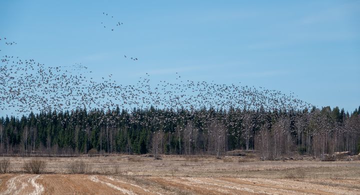 Äitienpäivänä 12.5.2024 Pohjois-Karjalan pellot eivät vielä vihertäneet, kuvassa osa Joensuun Pyhäselän valkoposkihanhiparvesta. Kuva: Jari Kontiokorpi / Pohjois-Karjalan ELY-keskus.