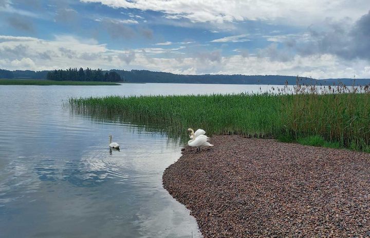 Kolme joutsenta rannalla. © Kaija Joki-Sipilä