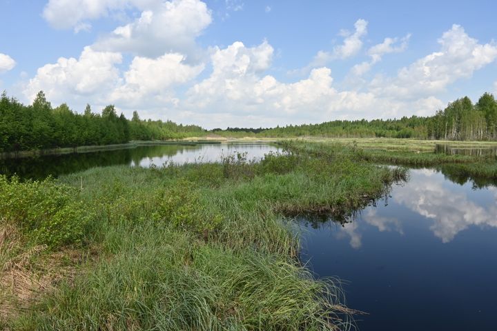 Kosteikkoalue