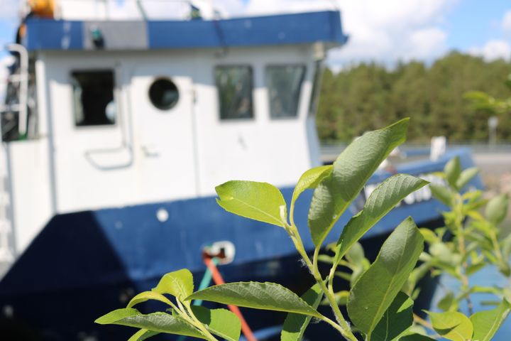 Koristeellinen.