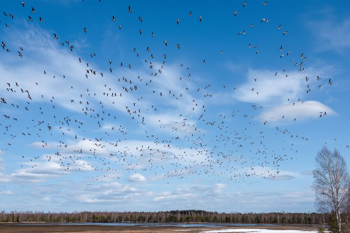 Valkoposkihanhia Tohmajärven Valkeasuolla 6.5.2022. Kuva: Jari Kontiokorpi / Pohjois-Karjalan ELY-keskus.