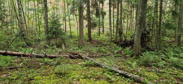 Puron reunavyöhykkeellä Perniössä.