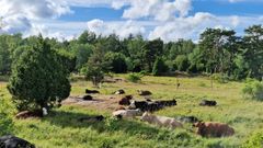 På ön Själö.