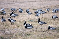 Valkoposkihanhia Joensuun Niittylahdessa sunnuntaina 11.5.2025. Kuva: Jari Kontiokorpi / Pohjois-Karjalan ELY-keskus.