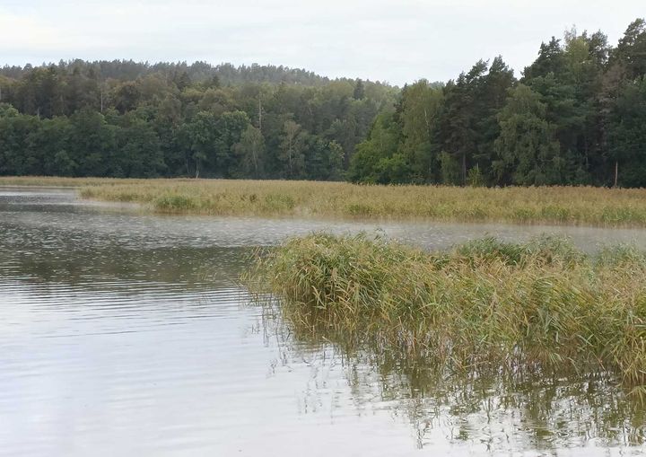 Halikonlahti 21.8.2025.